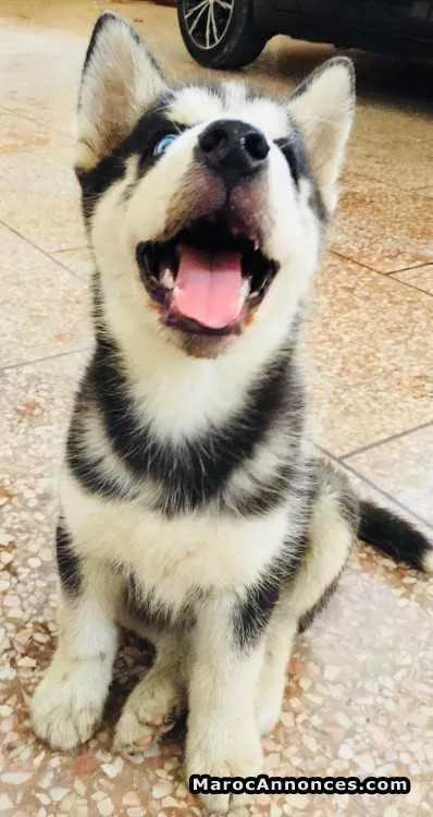 Chiot husky - الدار البيضاء