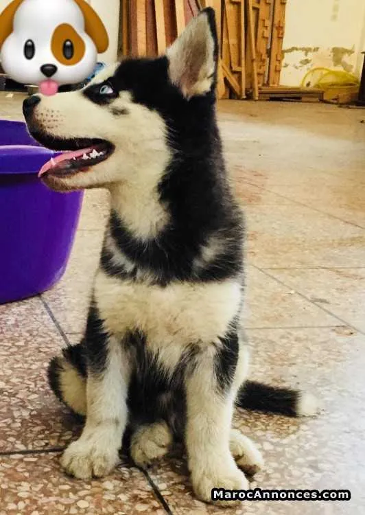 Chiot husky - الدار البيضاء (3)