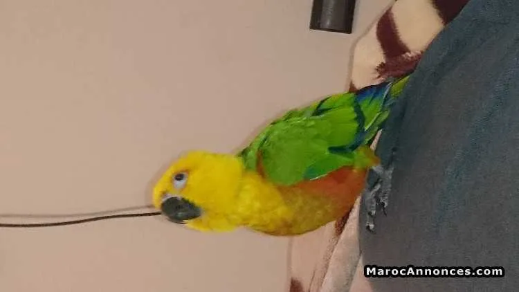 Perroquet/conure soleil - الدار البيضاء (3)