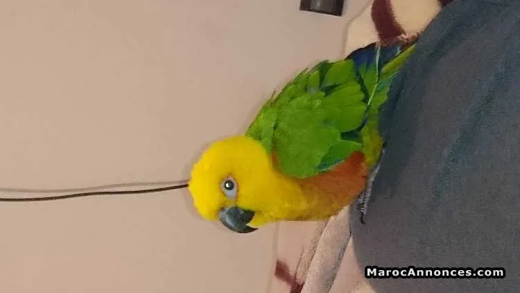 Perroquet/conure soleil - الدار البيضاء