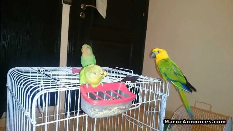 Perroquet/conure soleil - الدار البيضاء (2)