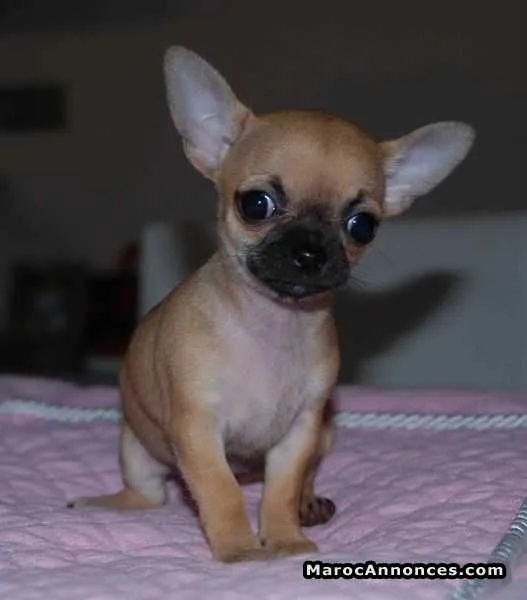 Male chiot chiwawa miniature - الدار البيضاء
