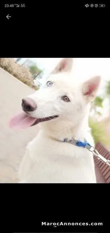 Husky avec sa niche - الدار البيضاء