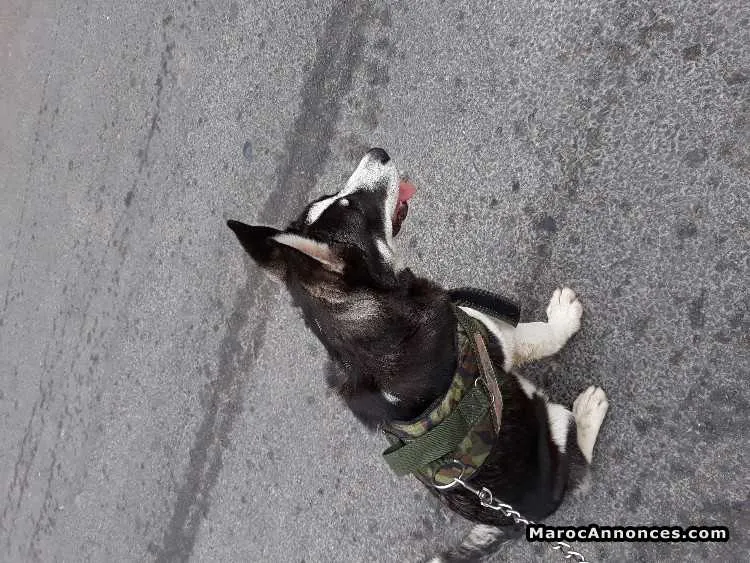 Adorable husky mal de 4 mois - الدار البيضاء (2)