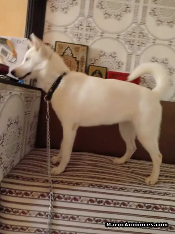 Husky avec sa niche - الدار البيضاء (2)