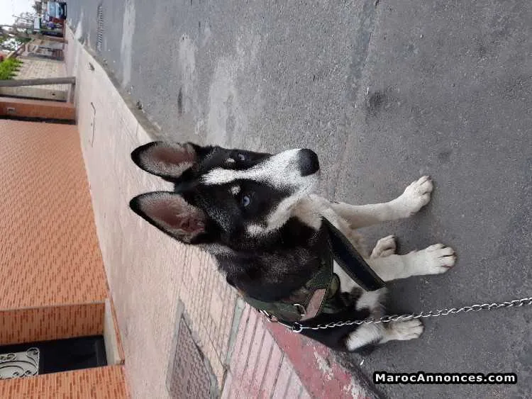 Adorable husky mal de 4 mois - الدار البيضاء