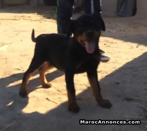 Chiot rottweiller - الدار البيضاء