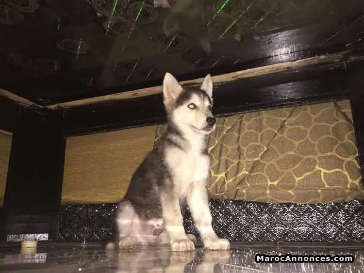 Chiots husky pur race agé de 3 mois  vacciné à vendre - الدار البيضاء