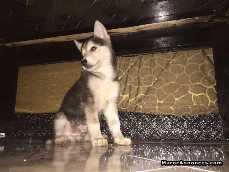 Chiots husky pur race agé de 3 mois  vacciné à vendre - الدار البيضاء (2)