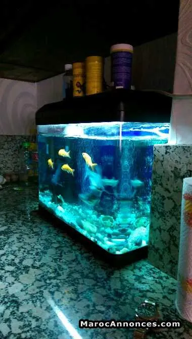 Aquarium bon etat - الدار البيضاء (2)