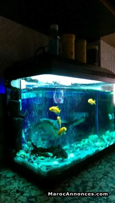 Aquarium bon etat - الدار البيضاء (3)