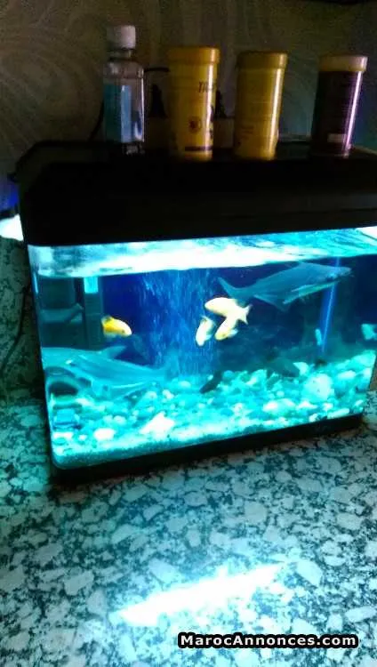 Aquarium bon etat - الدار البيضاء