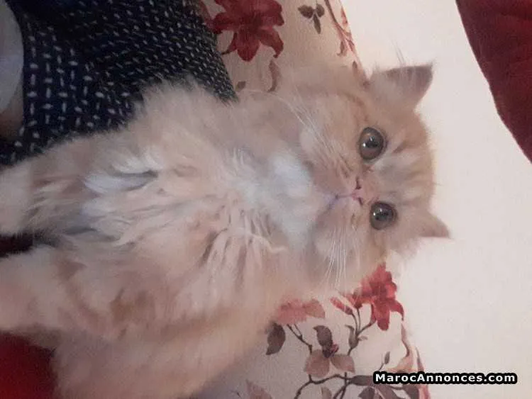 Chaton persan - مراكش