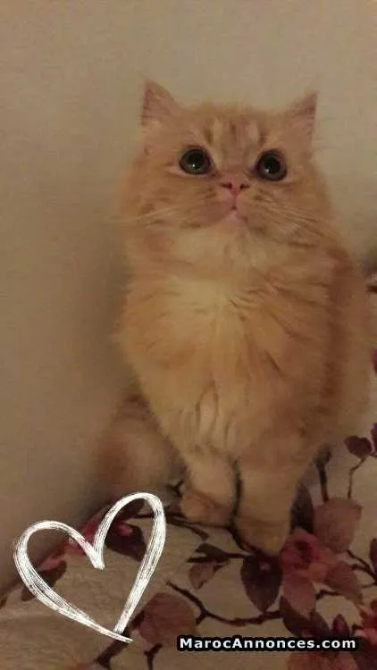 Chaton persan - مراكش (2)