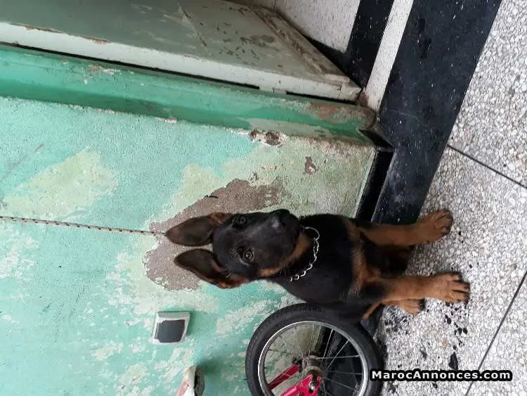 Chiots berger allemand - الرباط