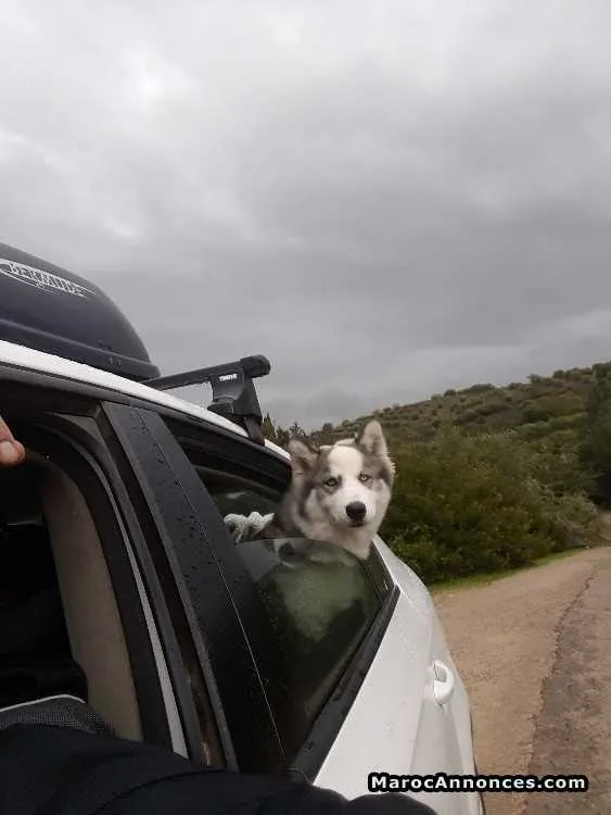 Sebirian husky - الرباط (3)