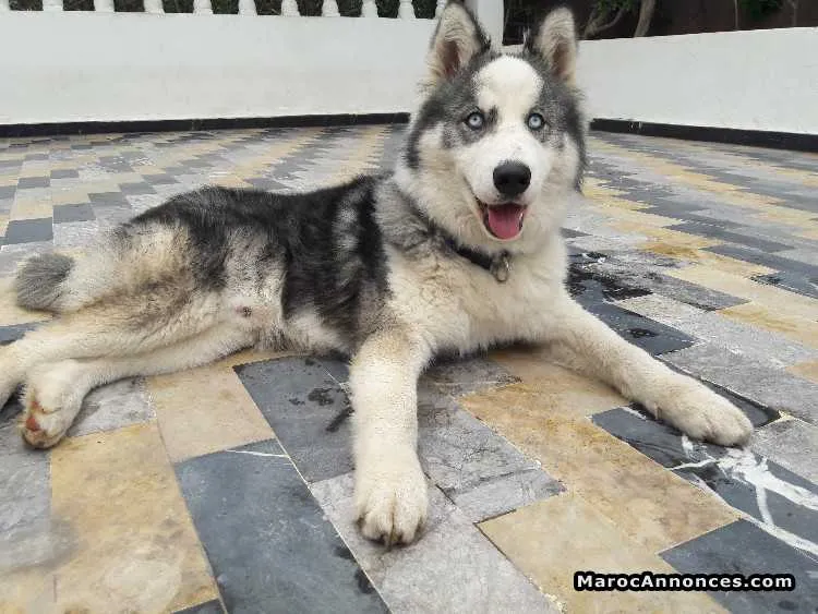 Sebirian husky - الرباط