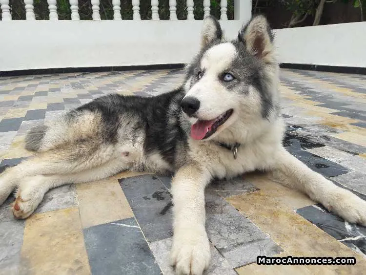 Sebirian husky - الرباط (2)
