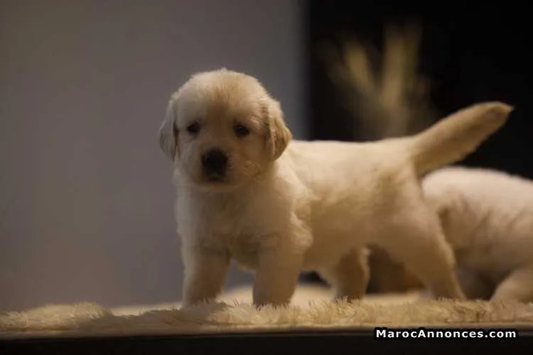 Chiots golden retreiver pure race - الدار البيضاء (2)