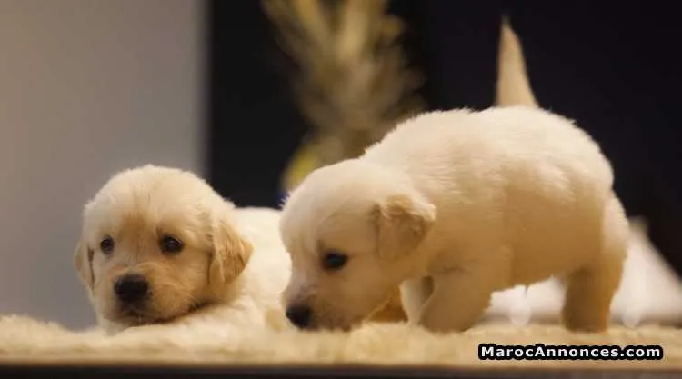 Chiots golden retreiver pure race - الدار البيضاء