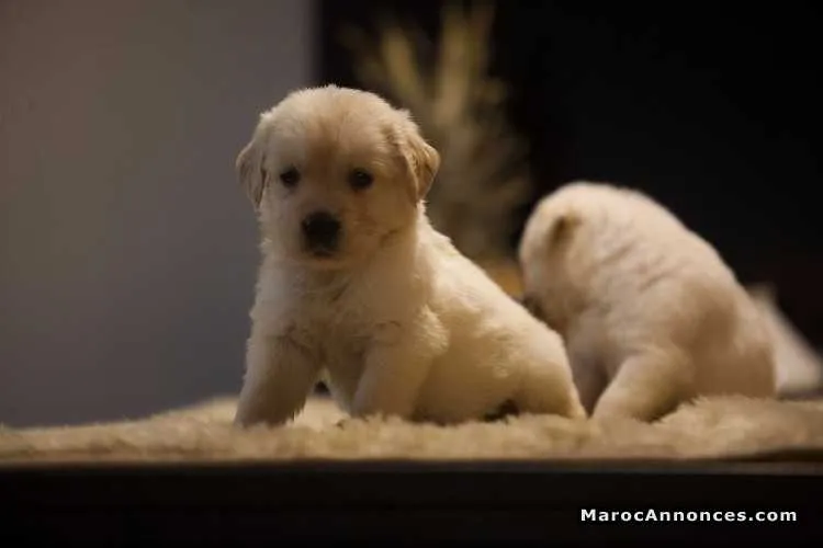 Chiots golden retreiver pure race - الدار البيضاء (3)