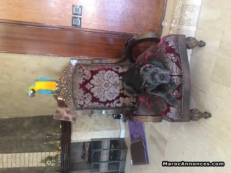 Perroquet ara - الدار البيضاء