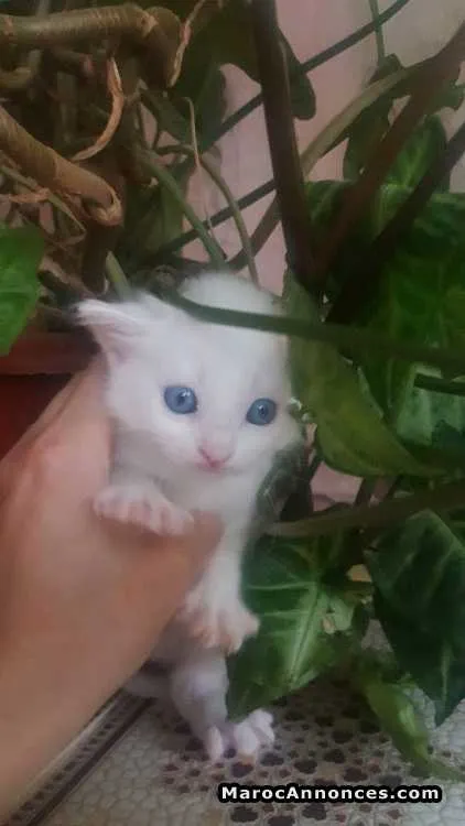 Chaton angora américain - الدار البيضاء (2)