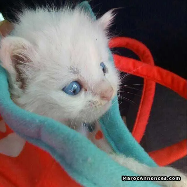 Chaton angora américain - الدار البيضاء