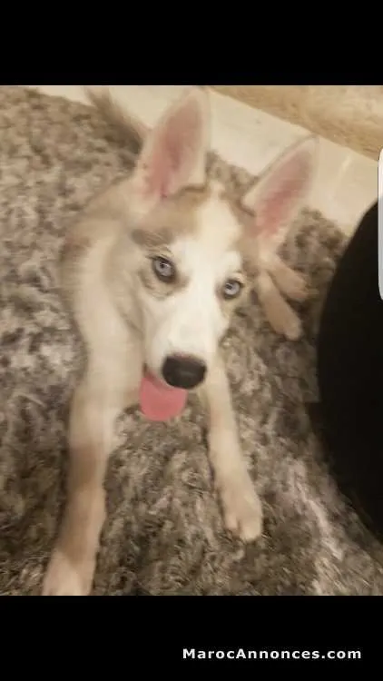 Husky sibérien pure race 2 mois et demi à vendre - الدار البيضاء (2)