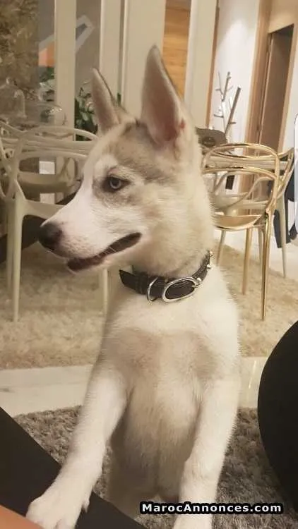 Husky sibérien pure race 2 mois et demi à vendre - الدار البيضاء