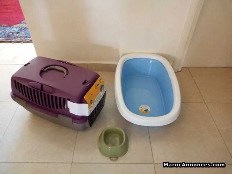 Accessoire pour chat est chiot neuf - الرباط (2)
