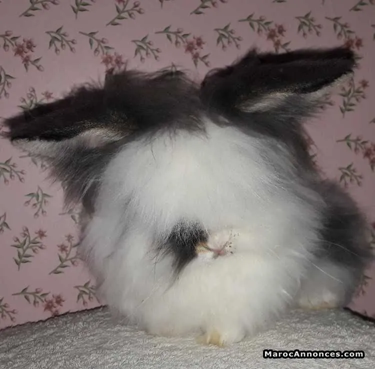 Des lapins angora - مراكش (2)