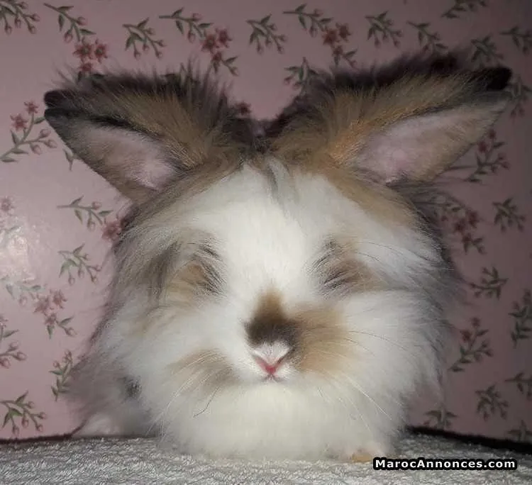 Des lapins angora - مراكش