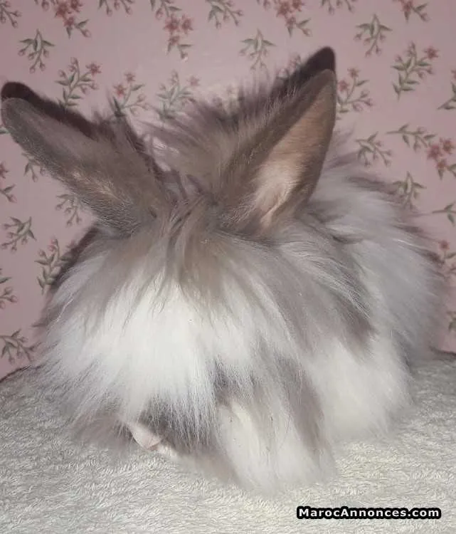 Des lapins angora - مراكش (3)
