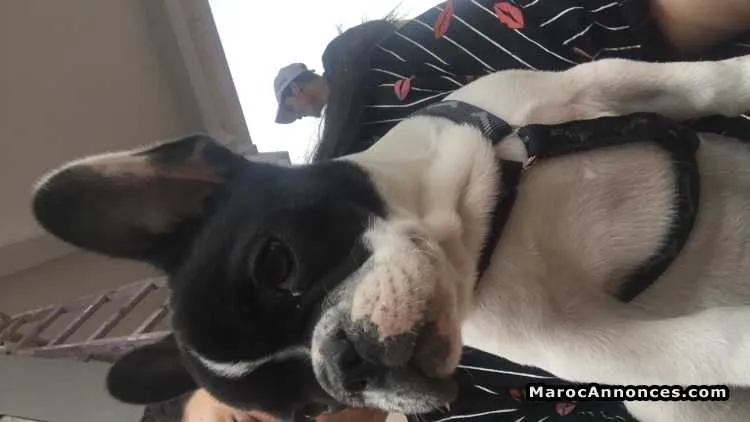 Bulldog français - مراكش