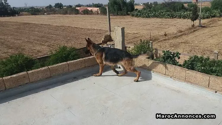 Chiots berger allemand - الرباط (2)
