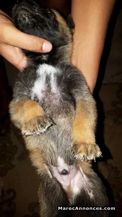 Chiots berger belge malinois a vendre - الدار البيضاء (2)