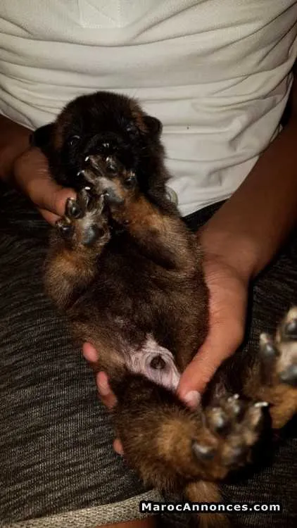 Chiots berger belge malinois a vendre - الدار البيضاء