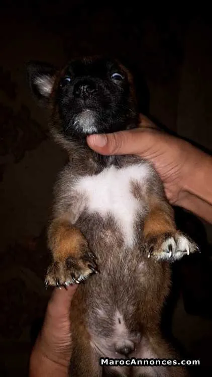 Chiots berger belge malinois a vendre - الدار البيضاء (3)
