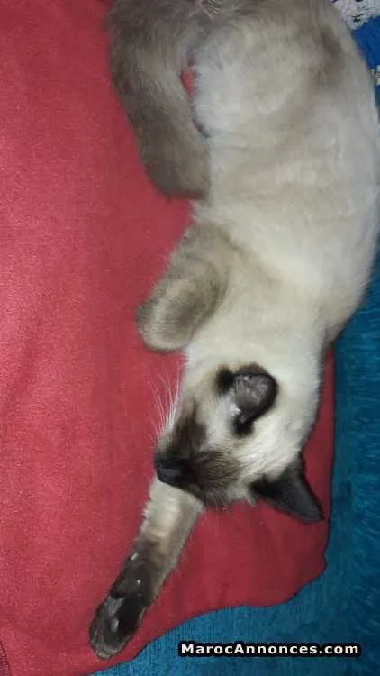 Belle siamoise a vendre - الدار البيضاء (3)