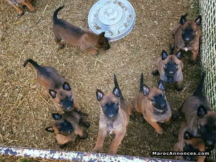Chiots malinois - الرباط