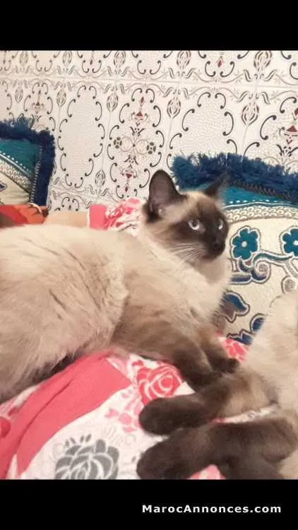 Belle siamoise a vendre - الدار البيضاء (2)