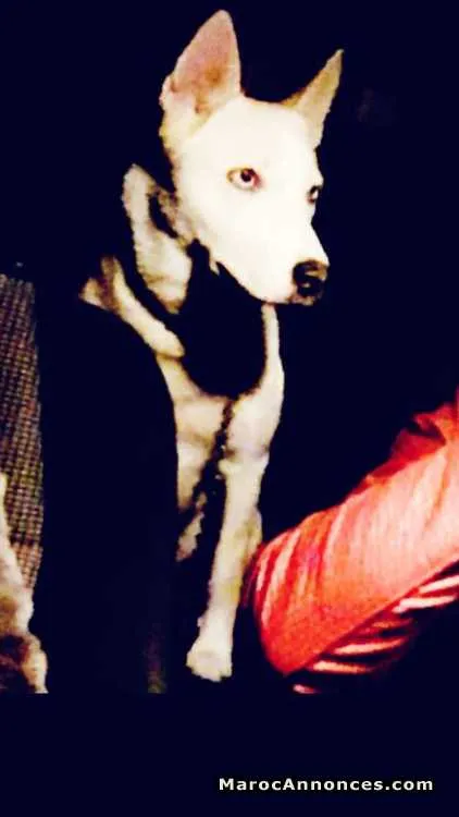 Husky blanche yeux bleu ciel - سلا (3)