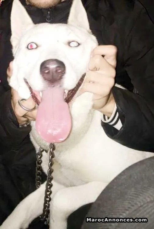 Husky blanche yeux bleu ciel - سلا