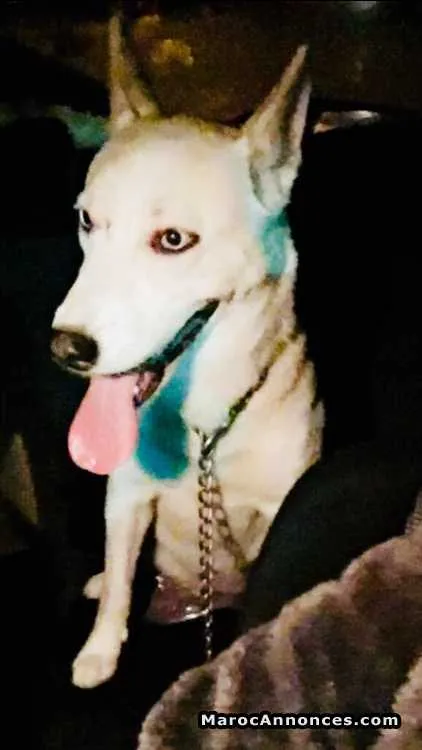 Husky blanche yeux bleu ciel - سلا (2)
