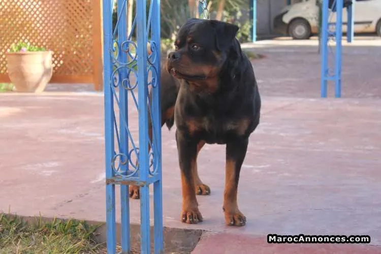 élevage canin a vendre - مراكش (2)