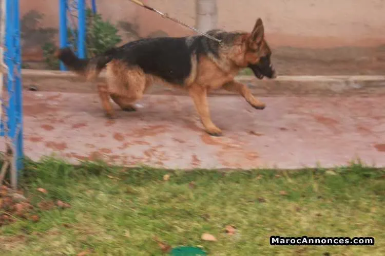 élevage canin a vendre - مراكش