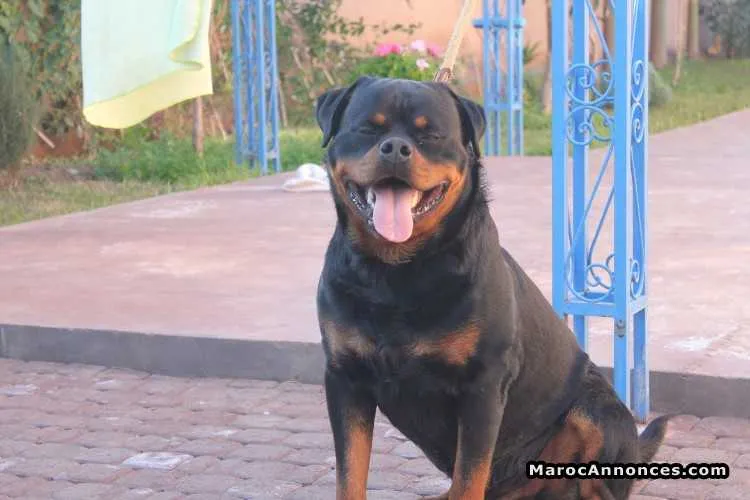 élevage canin a vendre - مراكش (3)