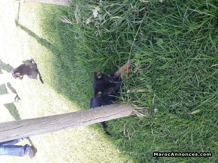 Chiots berger allemand - الرباط