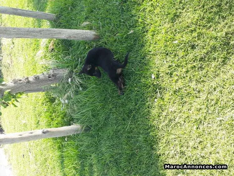 Chiots berger allemand - الرباط (2)